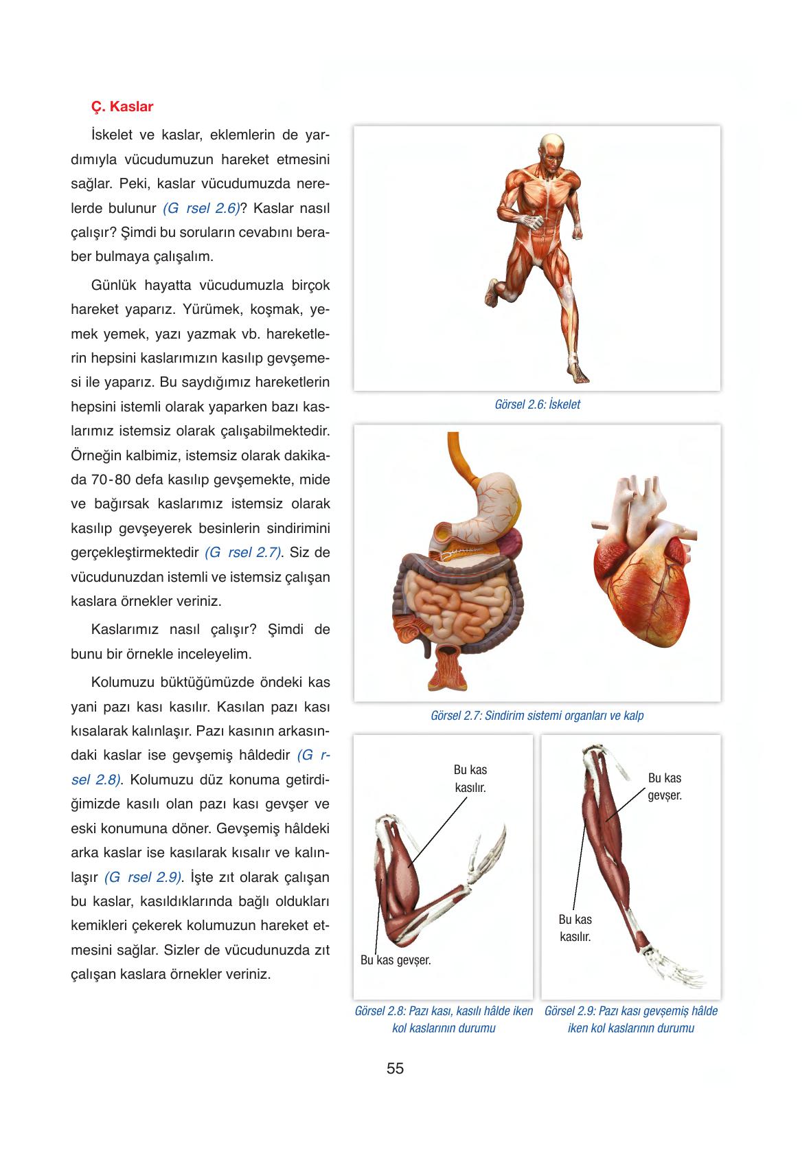 6. Sınıf Gün Yayıncılık Fen Bilimleri Ders Kitabı Sayfa 55 Cevapları 6. Sınıf Gün Yayıncılık Fen Bilimleri Ders Kitabı Sayfa 55 Cevapları