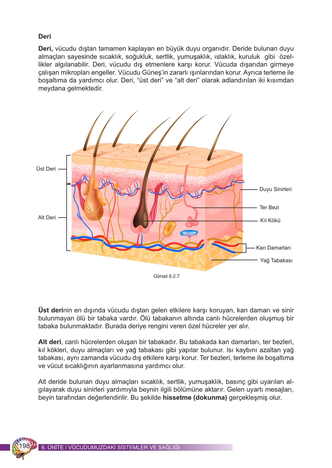 6. Sınıf Meb Yayınları Fen Bilimleri Ders Kitabı Sayfa 198 Cevapları