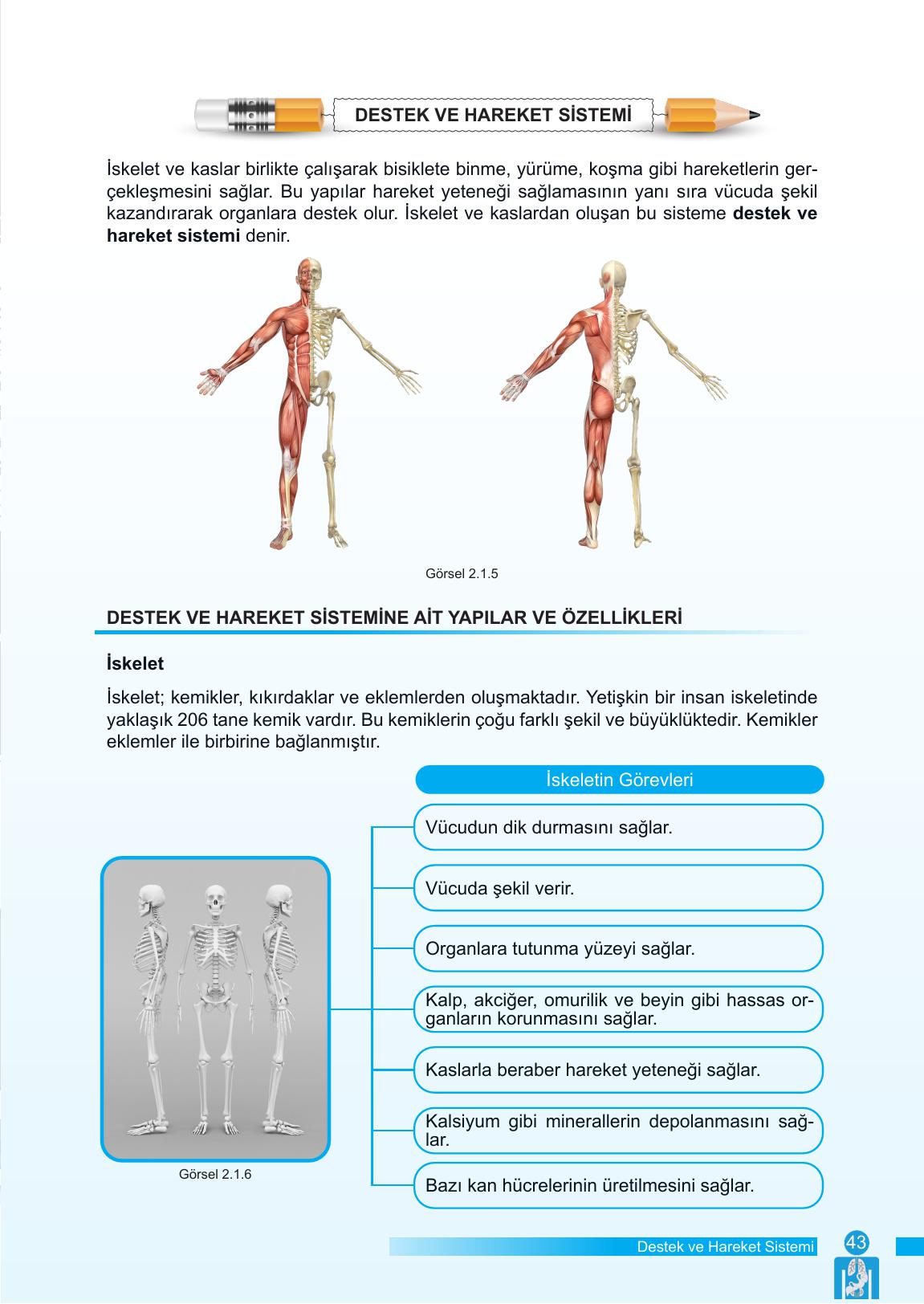 6. Sınıf Meb Yayınları Fen Bilimleri Ders Kitabı Sayfa 43 Cevapları