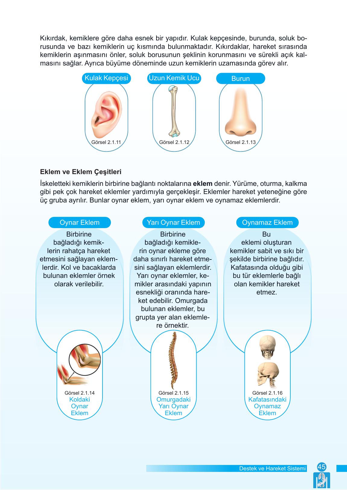 6. Sınıf Meb Yayınları Fen Bilimleri Ders Kitabı Sayfa 45 Cevapları