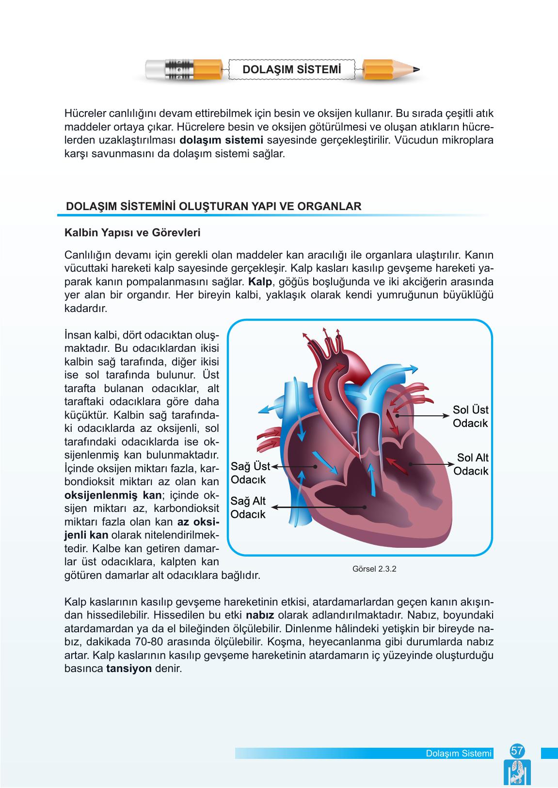 6. Sınıf Meb Yayınları Fen Bilimleri Ders Kitabı Sayfa 57 Cevapları