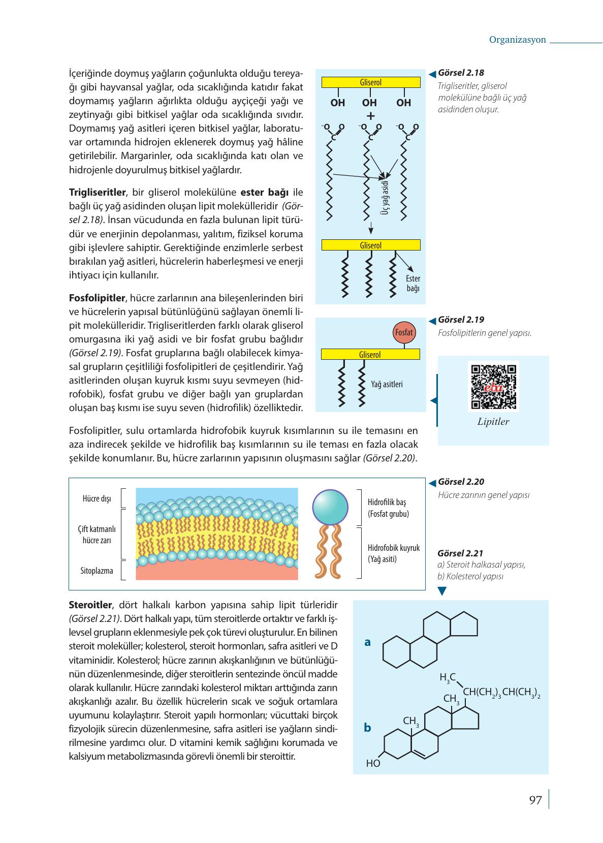 9. Sınıf Meb Yayınları Biyoloji Ders Kitabı Sayfa 97 Cevapları