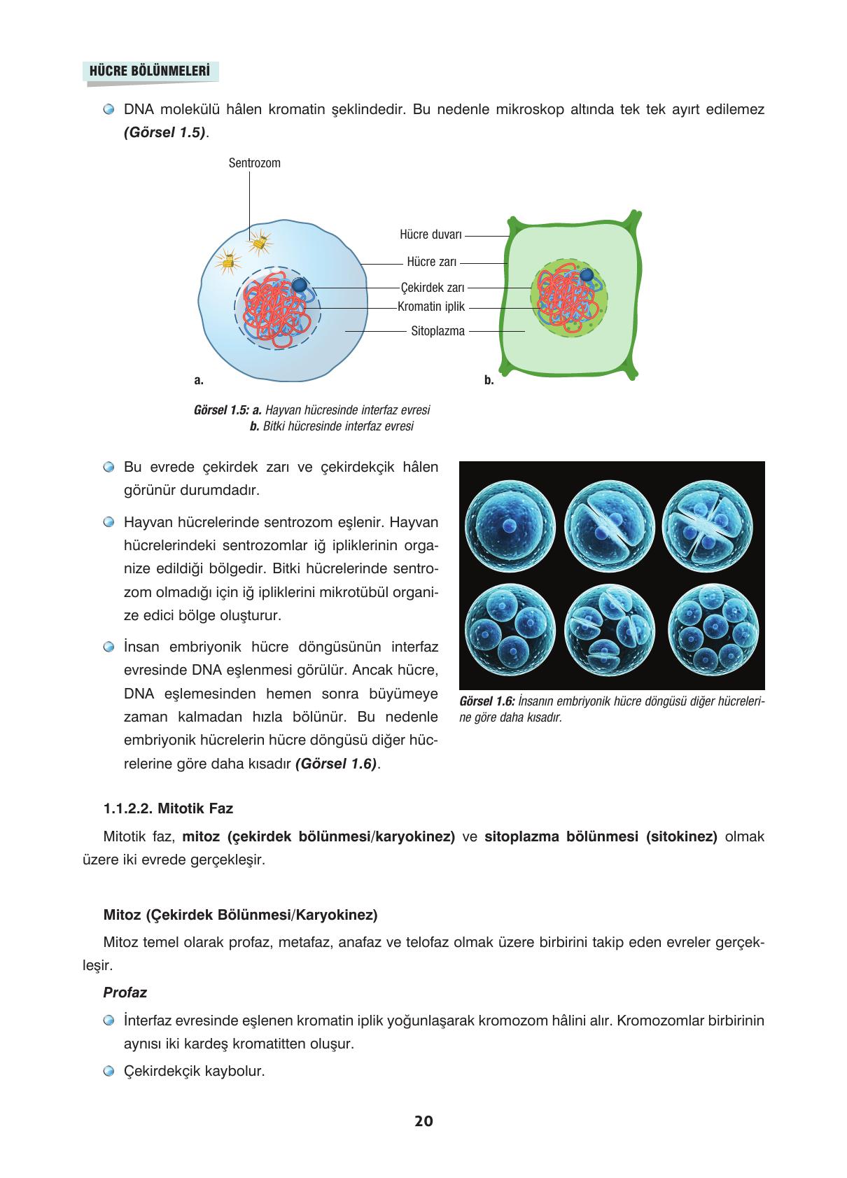 10. Sınıf Dörtel Yayıncılık Biyoloji Ders Kitabı Sayfa 20 Cevapları
