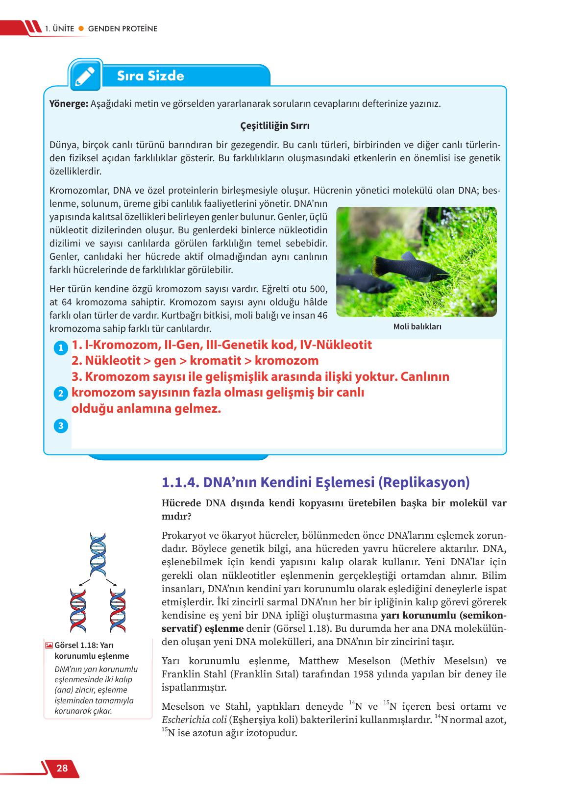 12. Sınıf Meb Yayınları Fen Lisesi Biyoloji Ders Kitabı Sayfa 28 Cevapları 12. Sınıf Meb Yayınları Fen Lisesi Biyoloji Ders Kitabı Sayfa 28 Cevapları
