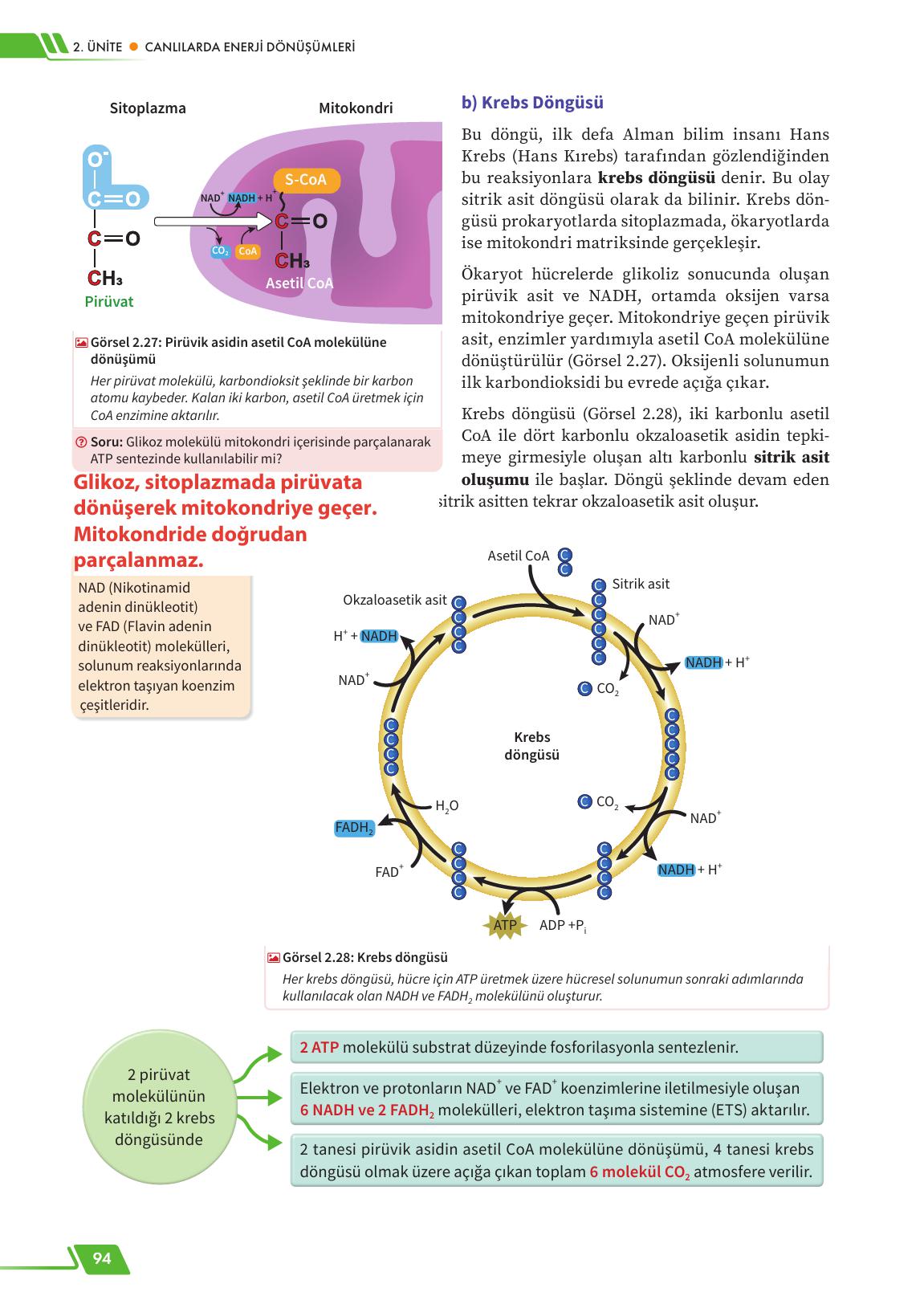 12. Sınıf Meb Yayınları Fen Lisesi Biyoloji Ders Kitabı Sayfa 94 Cevapları