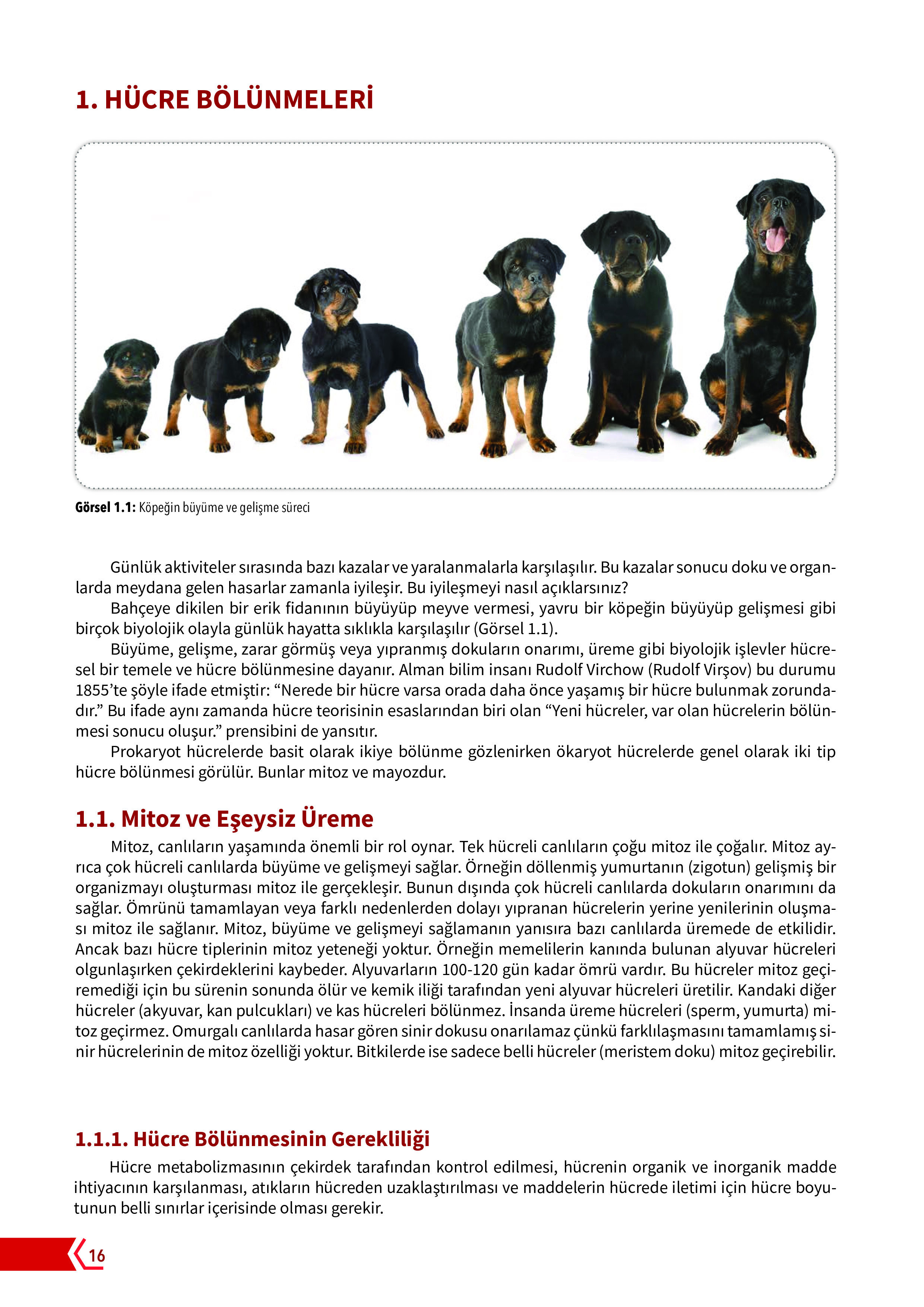 10. Sınıf Meb Yayınları Fen Lisesi Biyoloji Ders Kitabı Sayfa 16 Cevapları