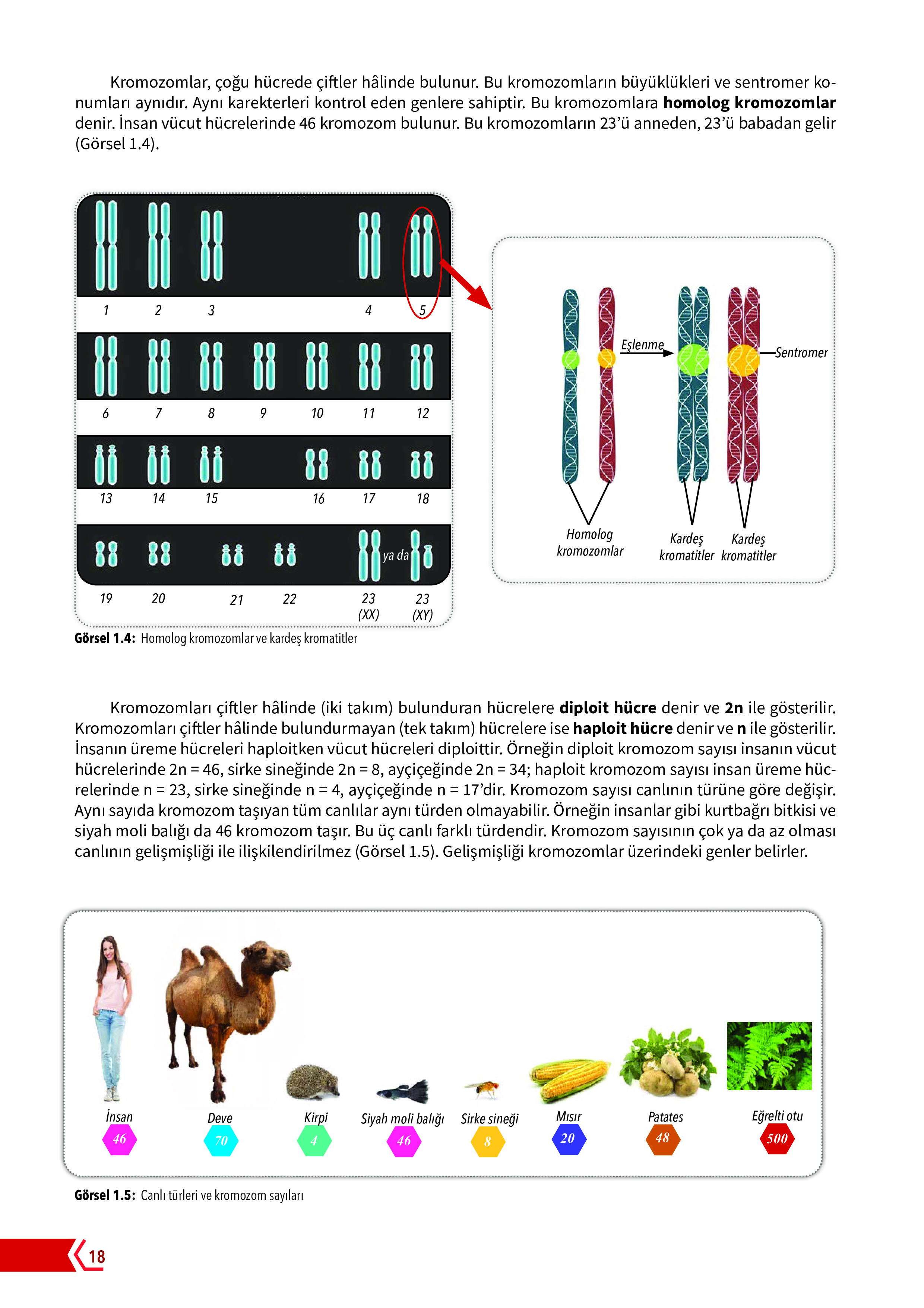 10. Sınıf Meb Yayınları Fen Lisesi Biyoloji Ders Kitabı Sayfa 18 Cevapları