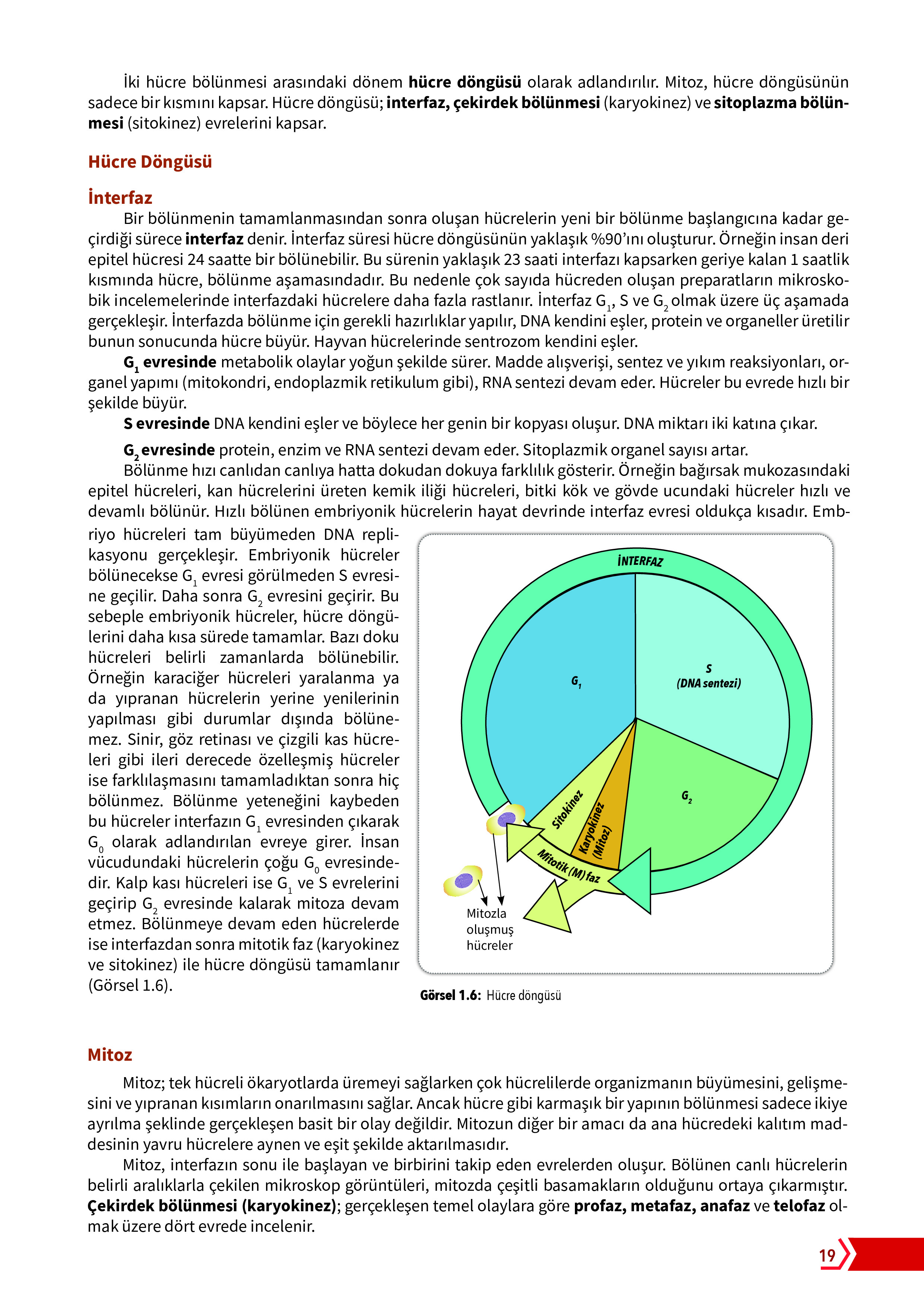 10. Sınıf Meb Yayınları Fen Lisesi Biyoloji Ders Kitabı Sayfa 19 Cevapları