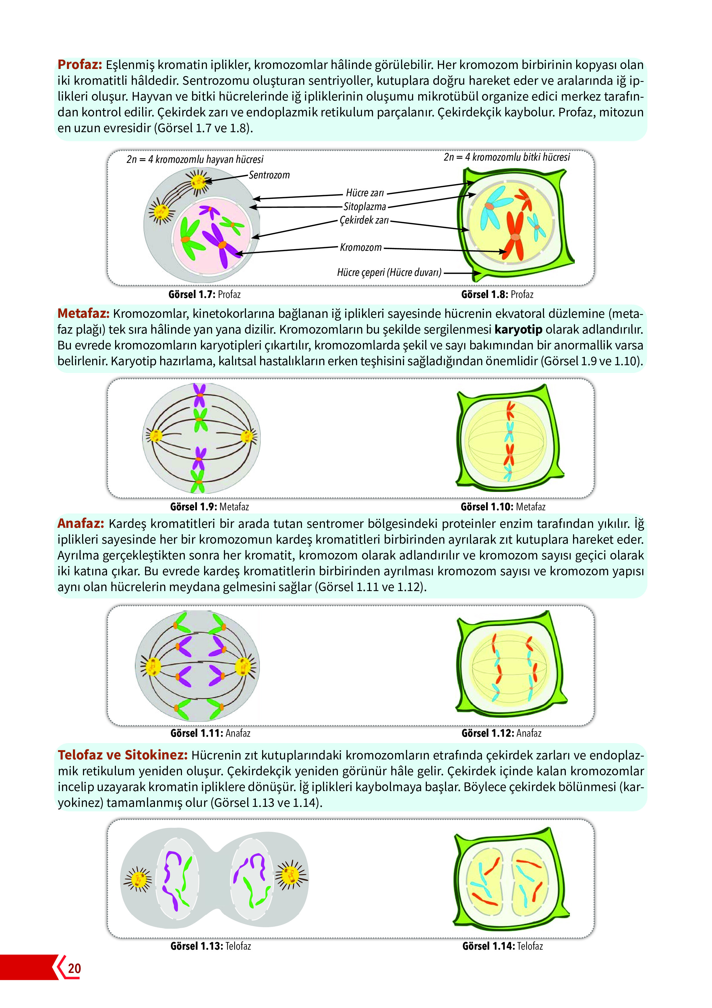 10. Sınıf Meb Yayınları Fen Lisesi Biyoloji Ders Kitabı Sayfa 20 Cevapları