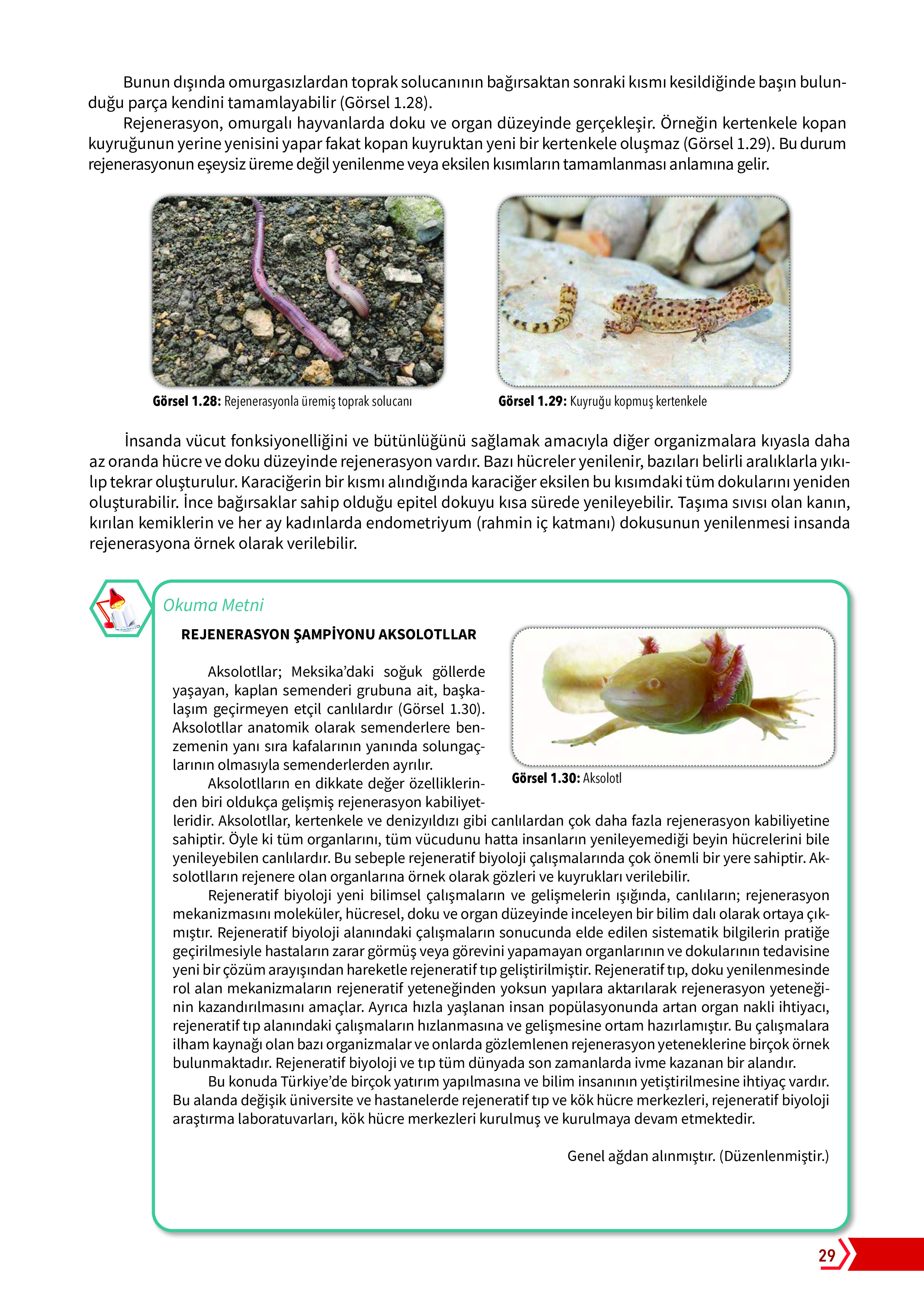 10. Sınıf Meb Yayınları Fen Lisesi Biyoloji Ders Kitabı Sayfa 29 Cevapları