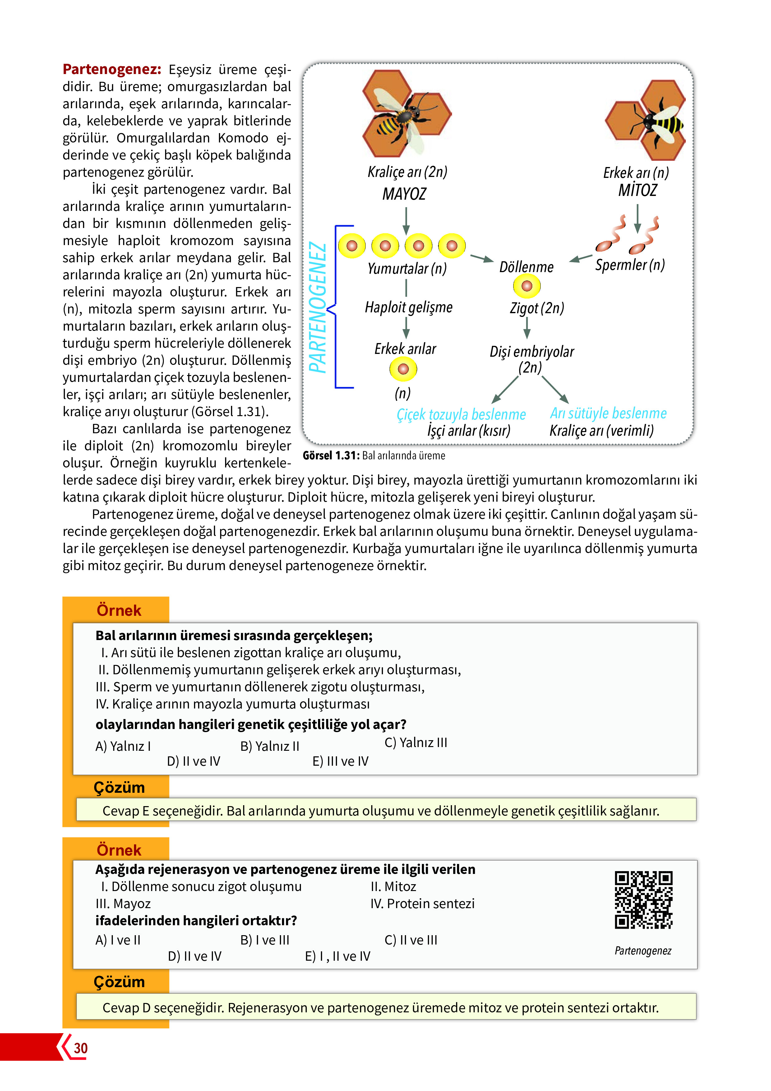 10. Sınıf Meb Yayınları Fen Lisesi Biyoloji Ders Kitabı Sayfa 30 Cevapları