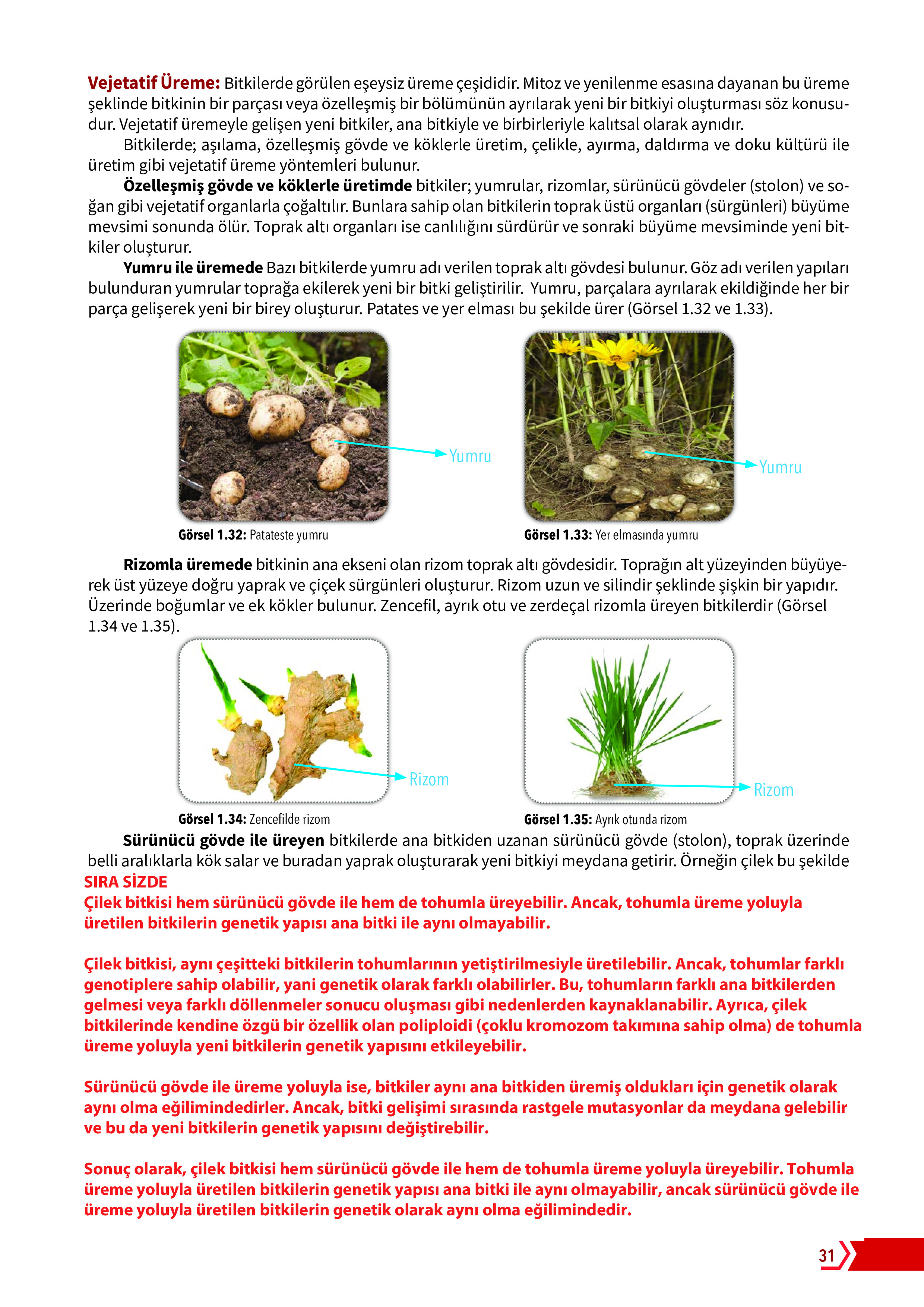 10. Sınıf Meb Yayınları Fen Lisesi Biyoloji Ders Kitabı Sayfa 31 Cevapları