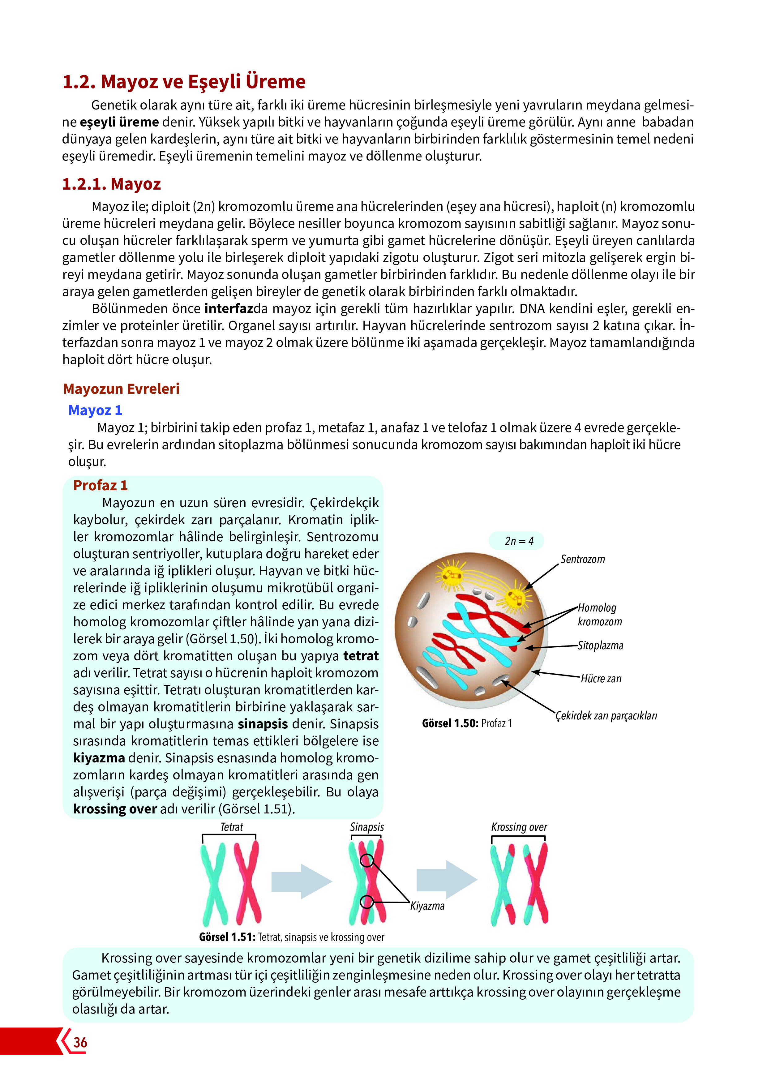 10. Sınıf Meb Yayınları Fen Lisesi Biyoloji Ders Kitabı Sayfa 36 Cevapları