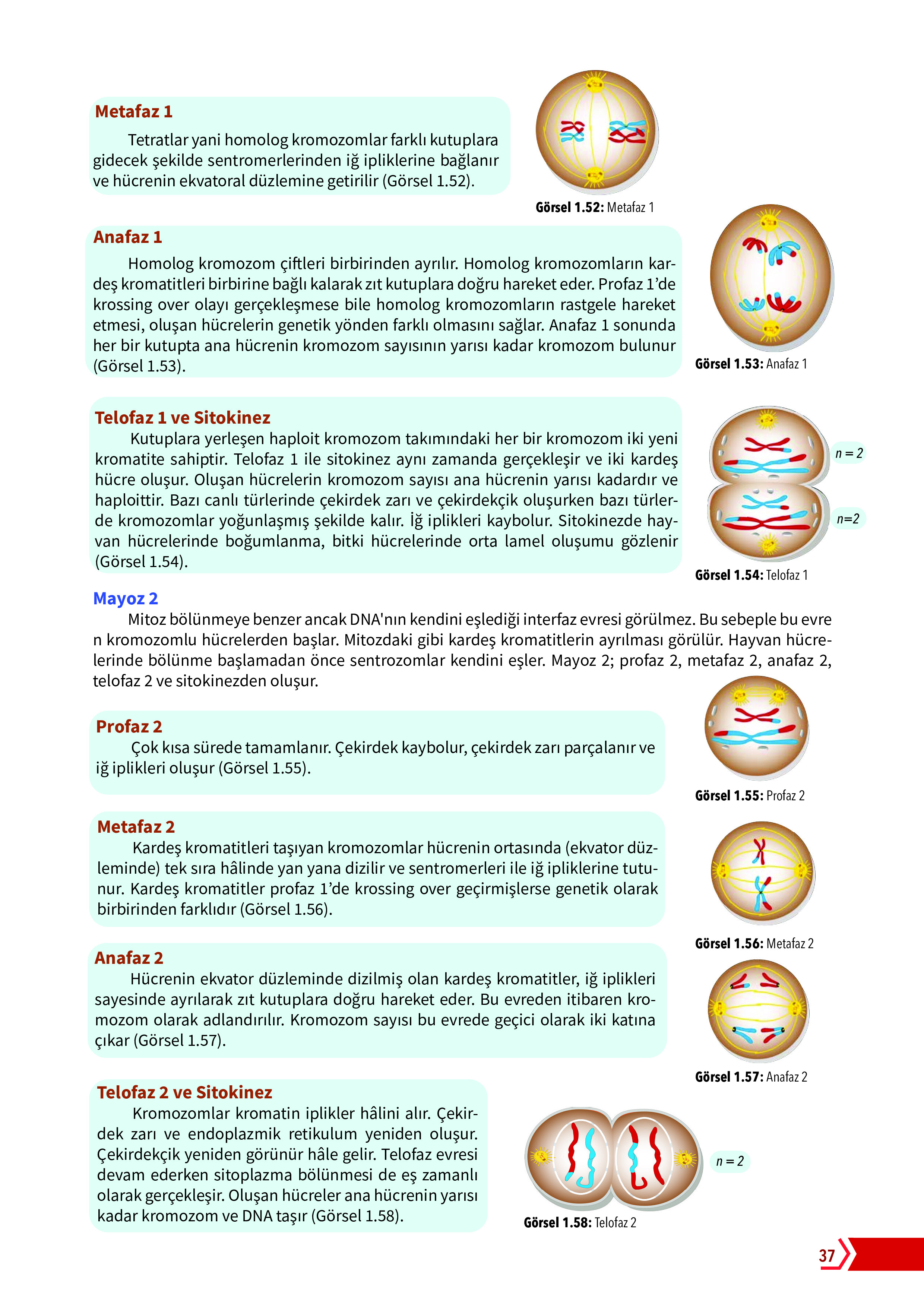 10. Sınıf Meb Yayınları Fen Lisesi Biyoloji Ders Kitabı Sayfa 37 Cevapları