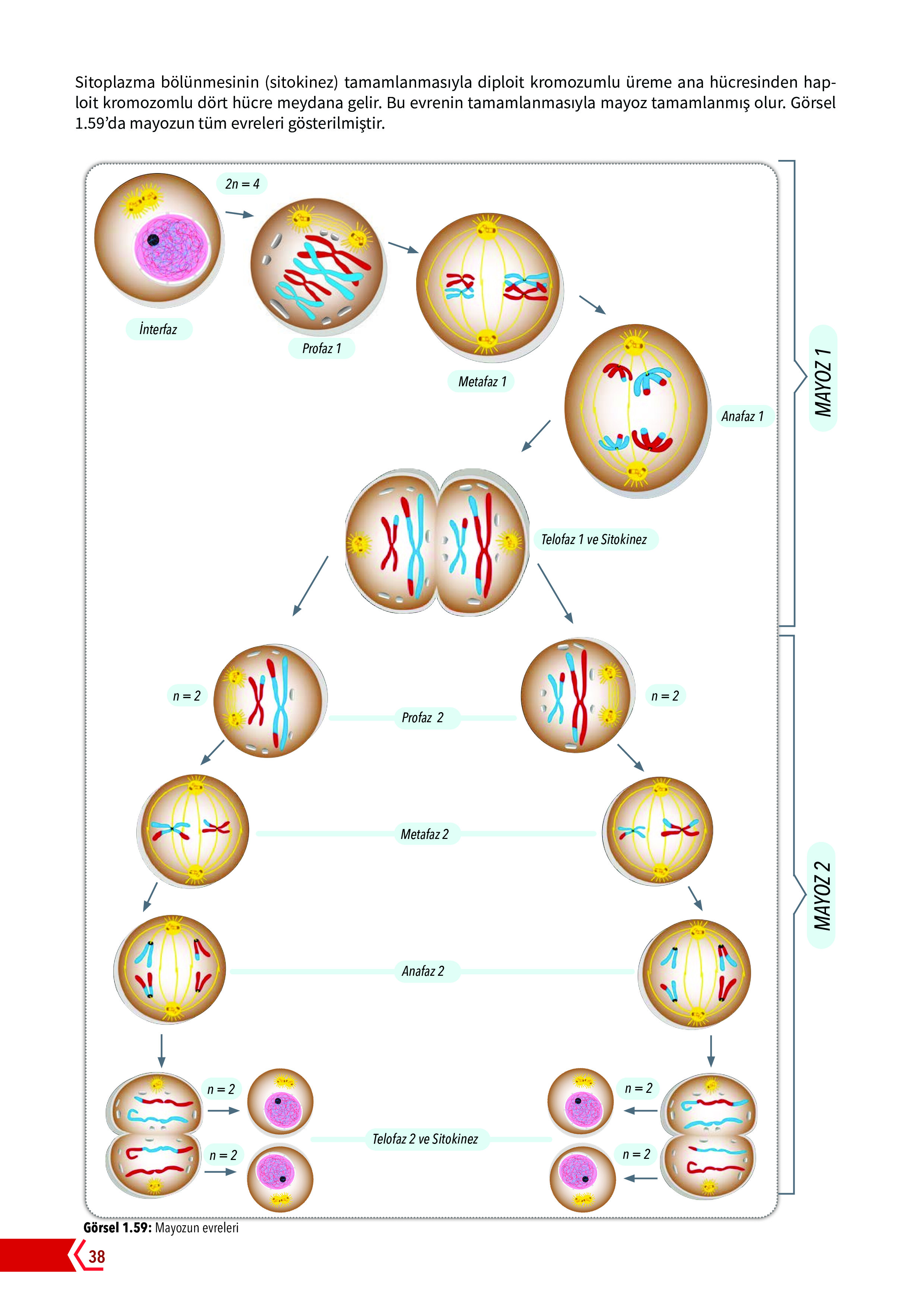 10. Sınıf Meb Yayınları Fen Lisesi Biyoloji Ders Kitabı Sayfa 38 Cevapları