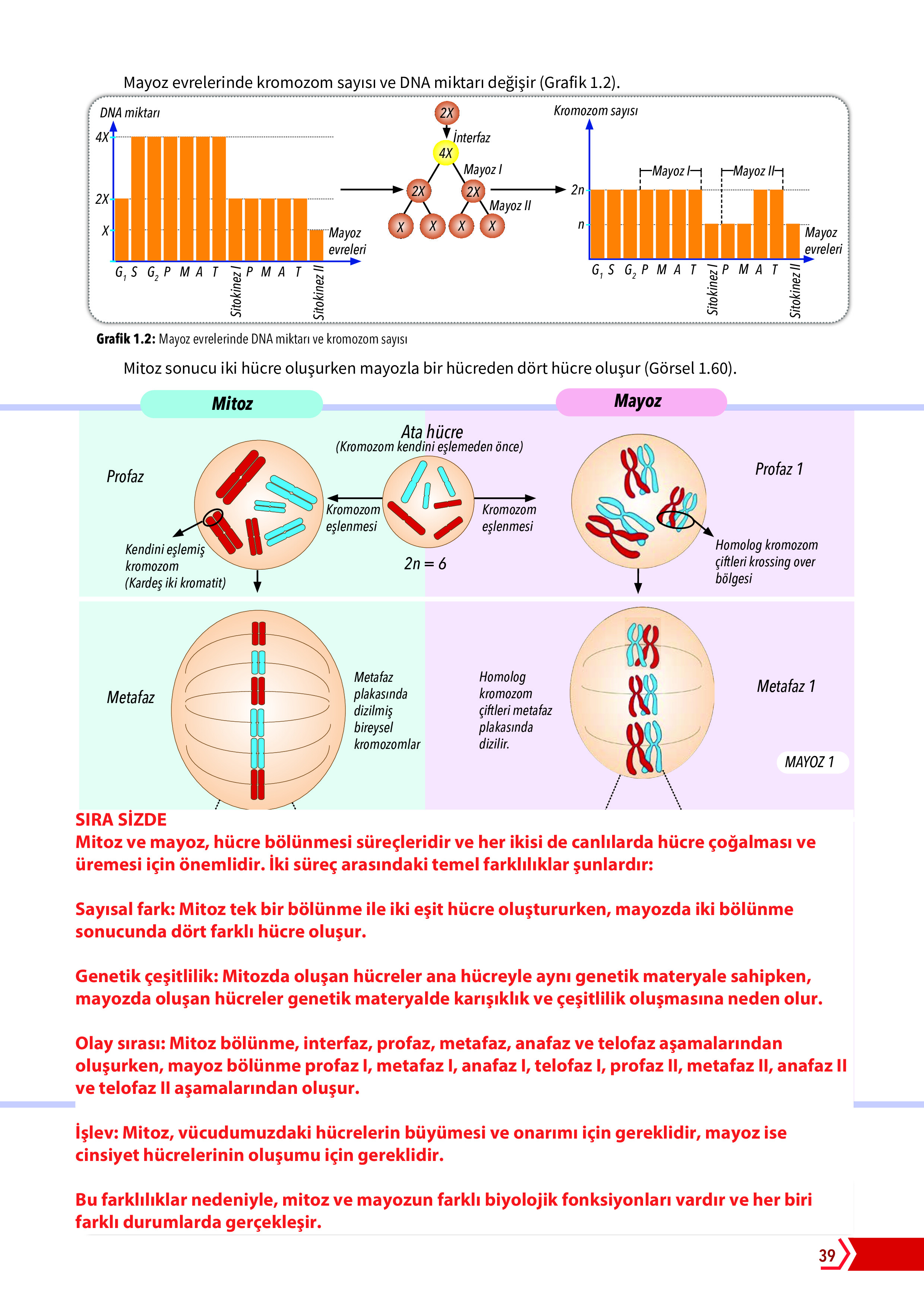 10. Sınıf Meb Yayınları Fen Lisesi Biyoloji Ders Kitabı Sayfa 39 Cevapları