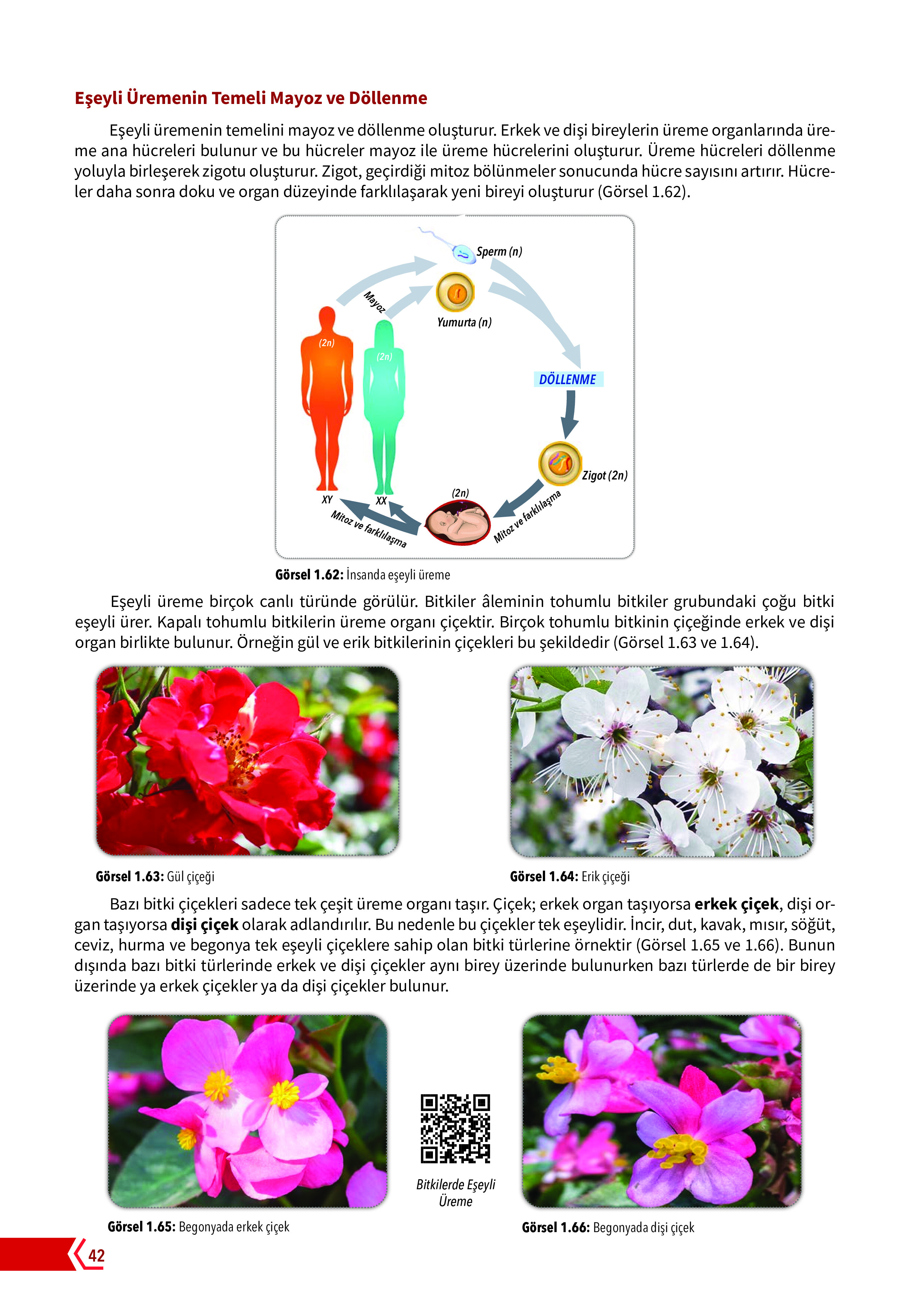 10. Sınıf Meb Yayınları Fen Lisesi Biyoloji Ders Kitabı Sayfa 42 Cevapları