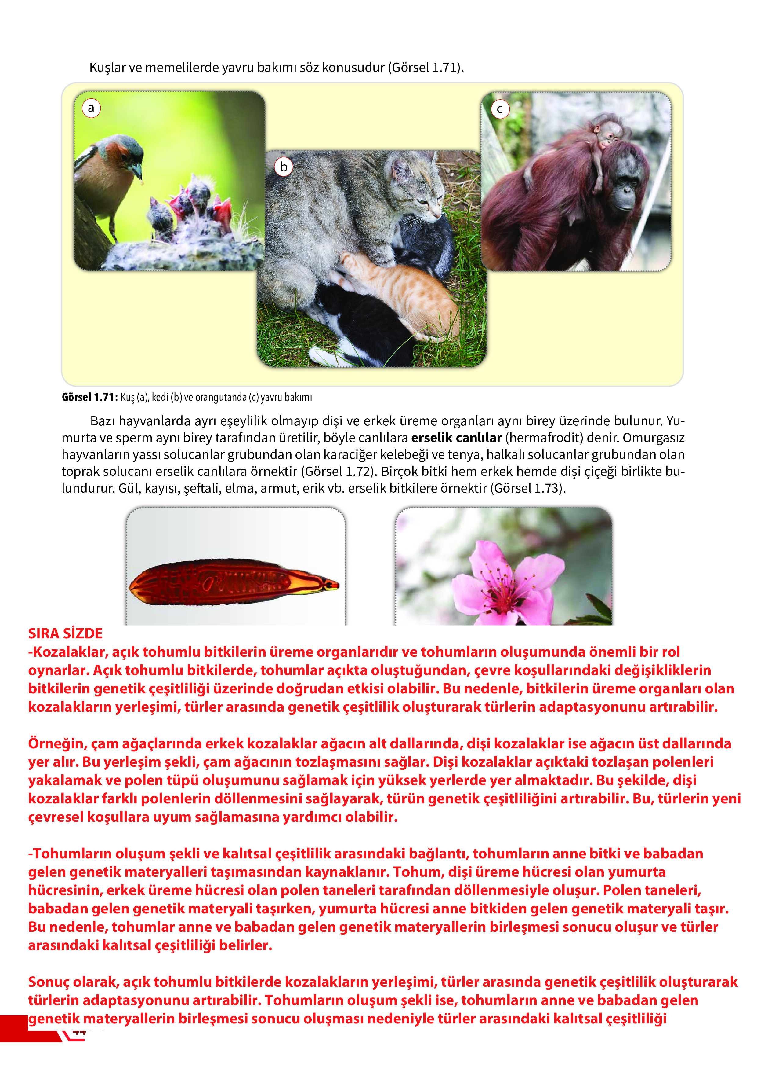 10. Sınıf Meb Yayınları Fen Lisesi Biyoloji Ders Kitabı Sayfa 44 Cevapları