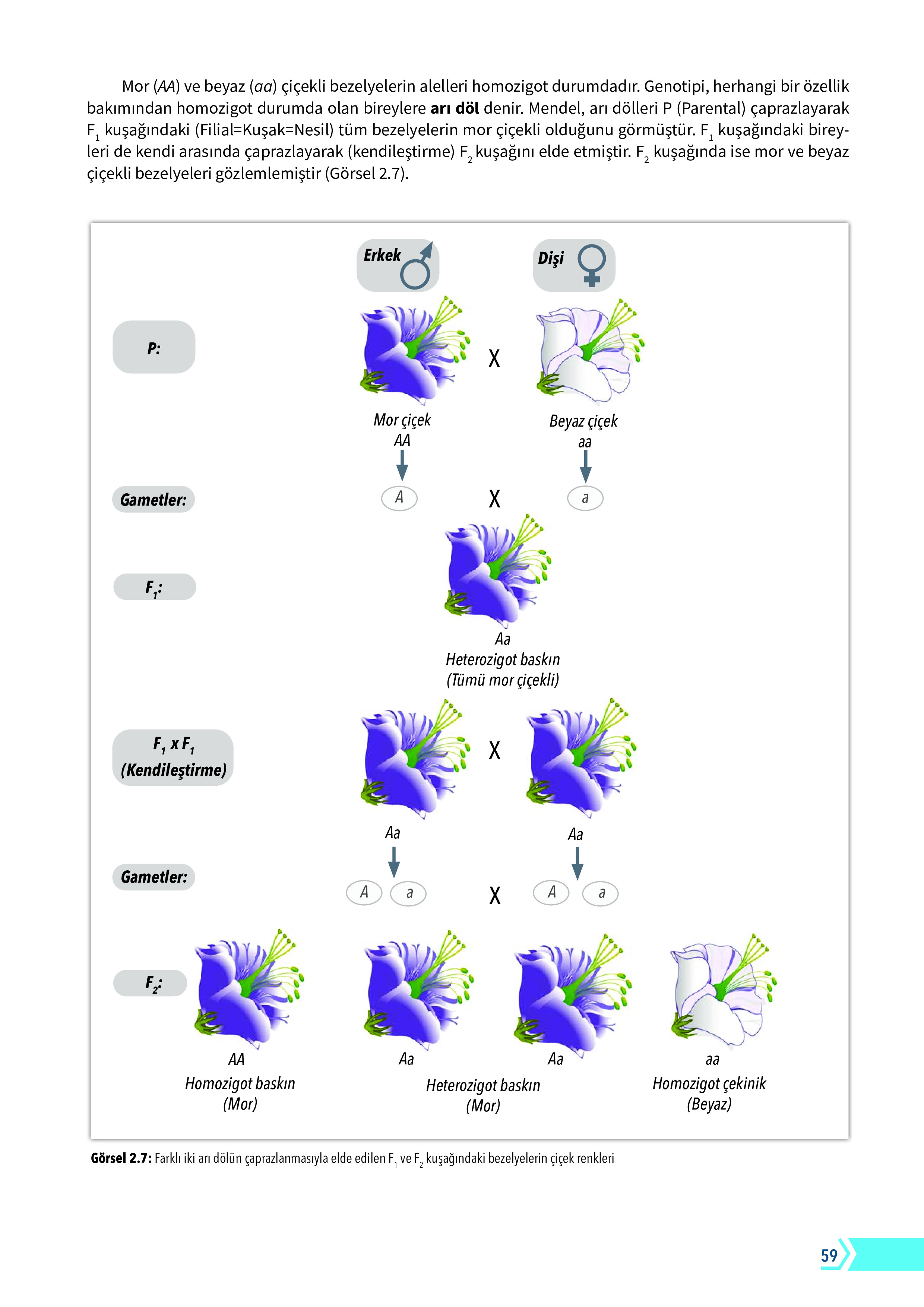 10. Sınıf Meb Yayınları Fen Lisesi Biyoloji Ders Kitabı Sayfa 59 Cevapları