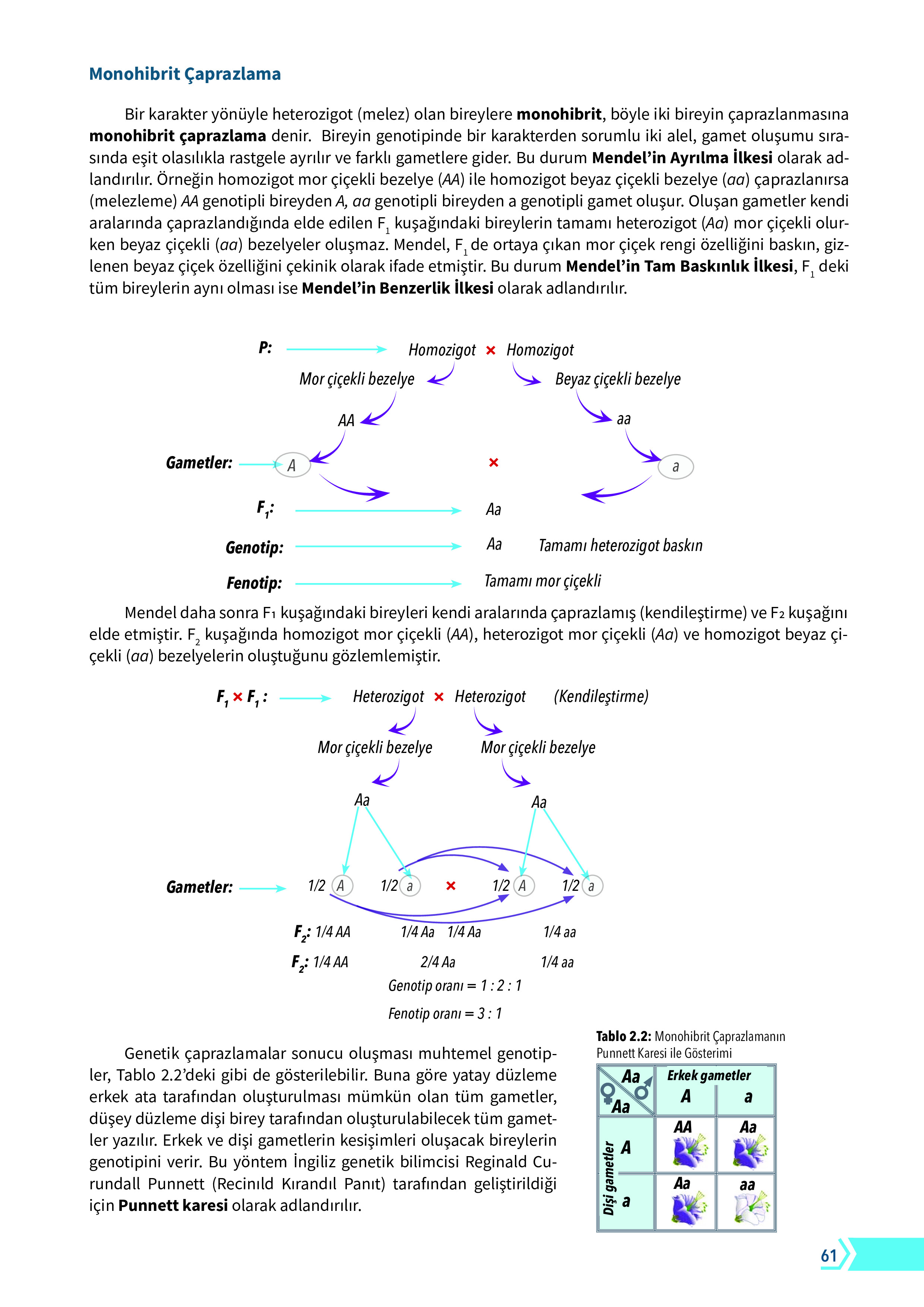 10. Sınıf Meb Yayınları Fen Lisesi Biyoloji Ders Kitabı Sayfa 61 Cevapları