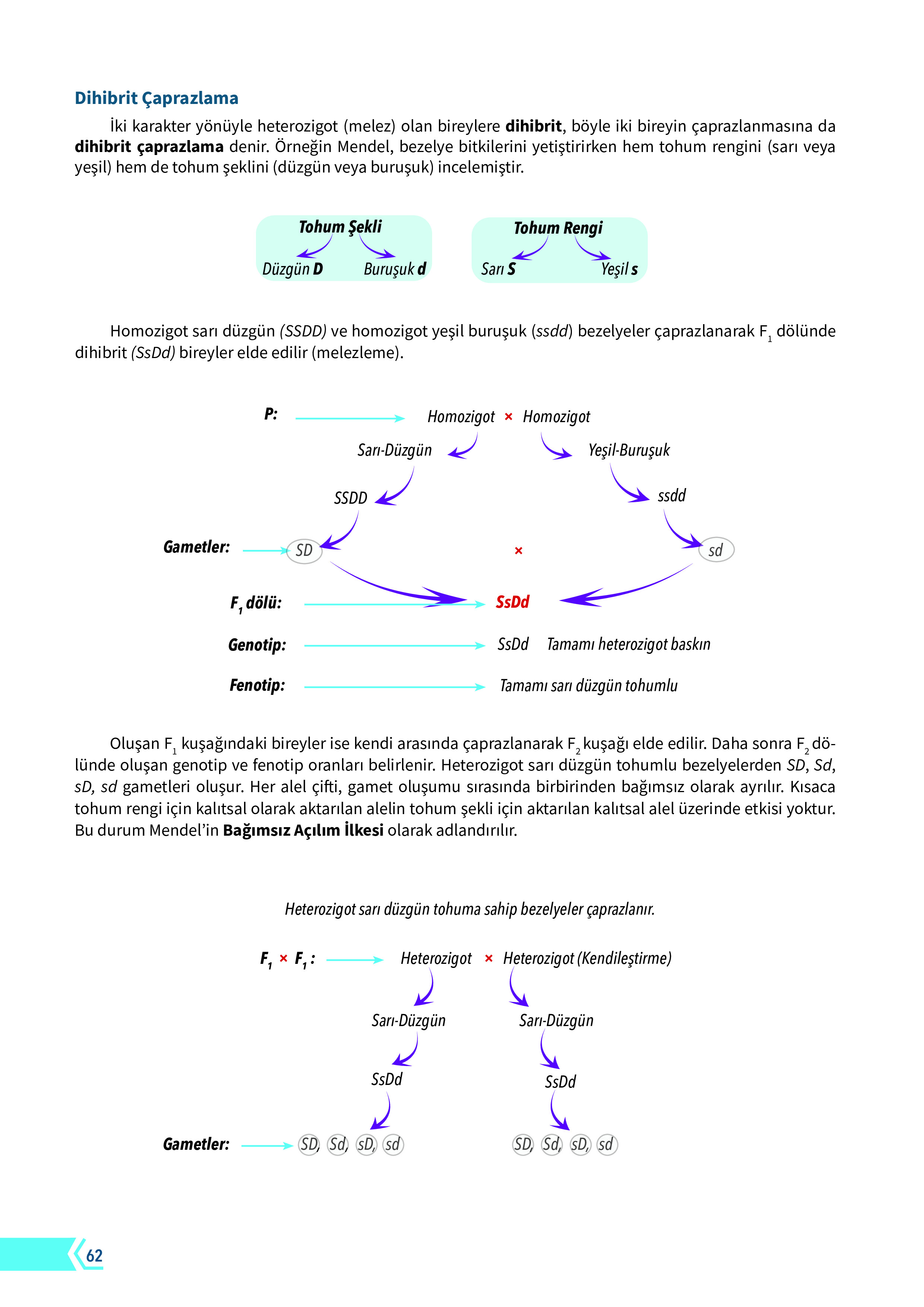 10. Sınıf Meb Yayınları Fen Lisesi Biyoloji Ders Kitabı Sayfa 62 Cevapları