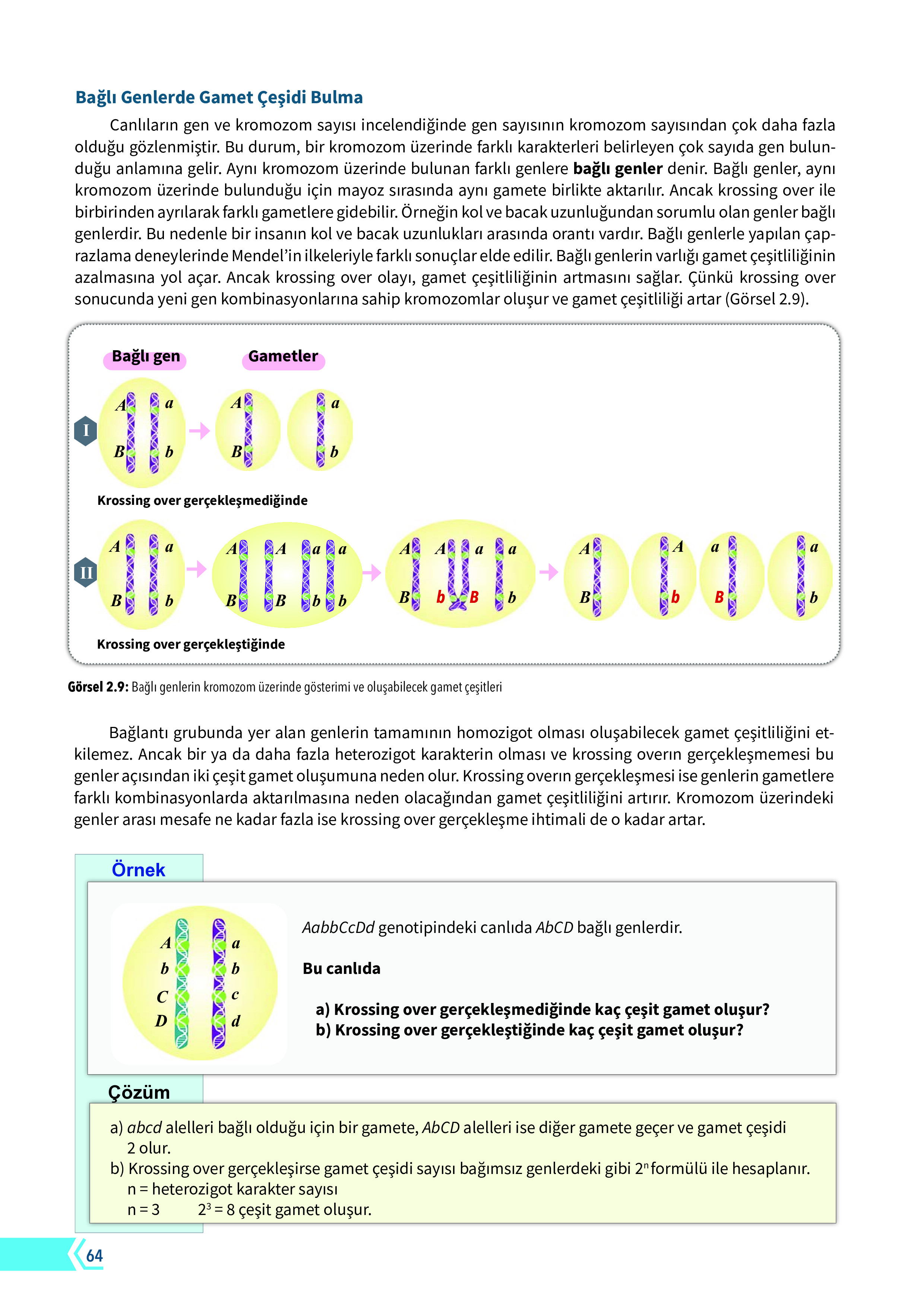 10. Sınıf Meb Yayınları Fen Lisesi Biyoloji Ders Kitabı Sayfa 64 Cevapları