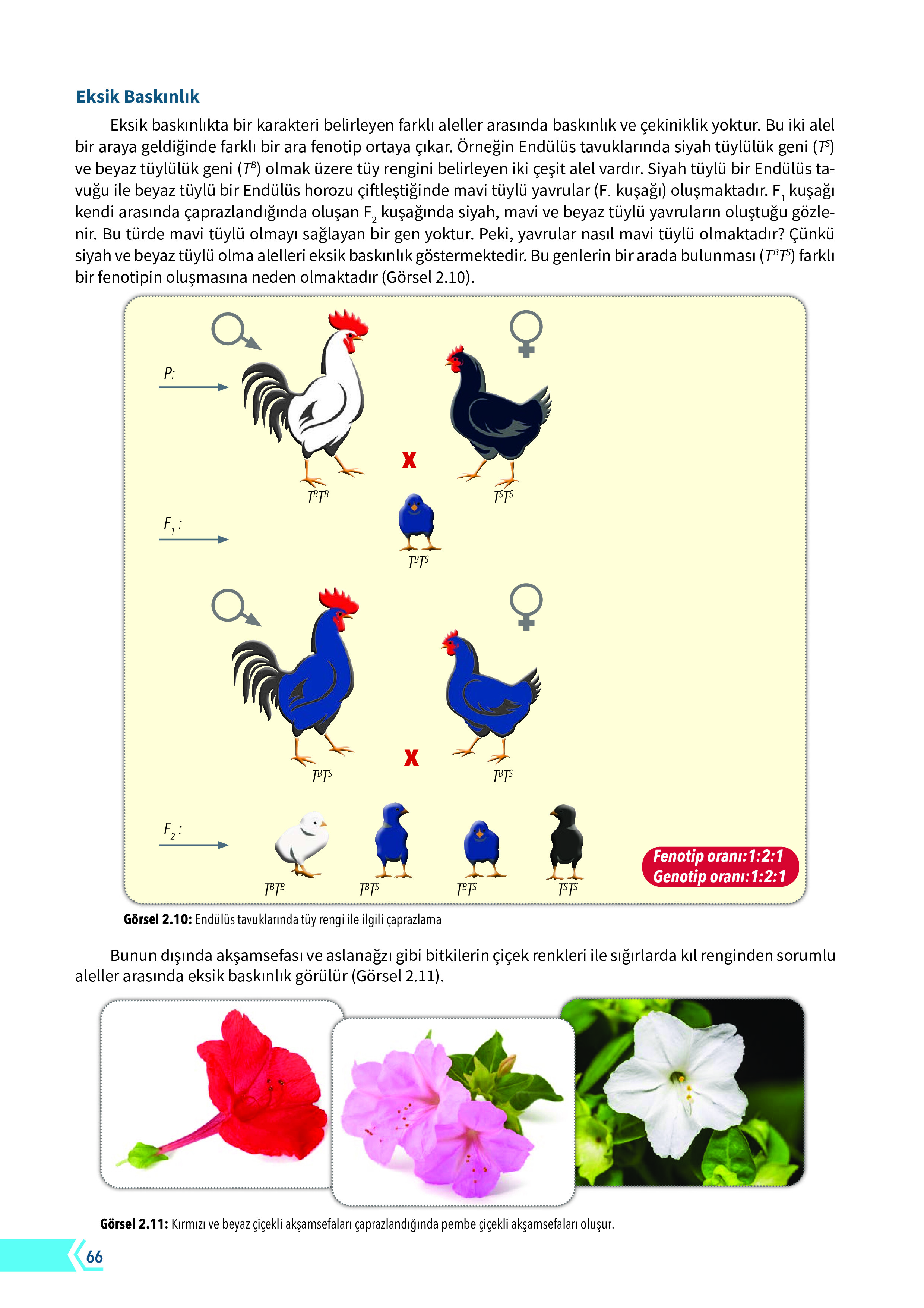 10. Sınıf Meb Yayınları Fen Lisesi Biyoloji Ders Kitabı Sayfa 66 Cevapları