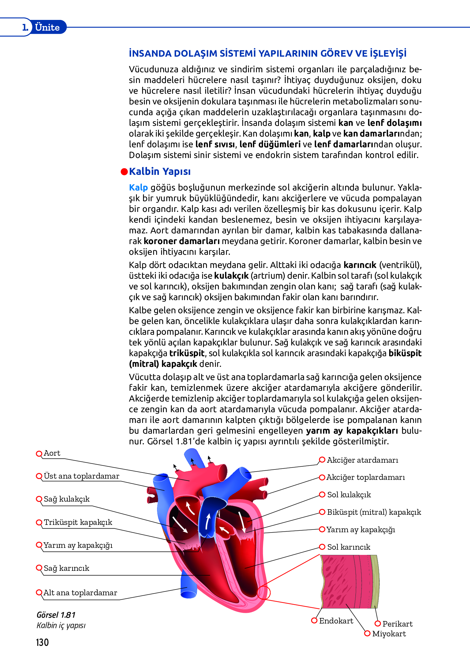 11. Sınıf Meb Yayınları Fen Lisesi Biyoloji Ders Kitabı Sayfa 130 Cevapları 11. Sınıf Meb Yayınları Fen Lisesi Biyoloji Ders Kitabı Sayfa 130 Cevapları