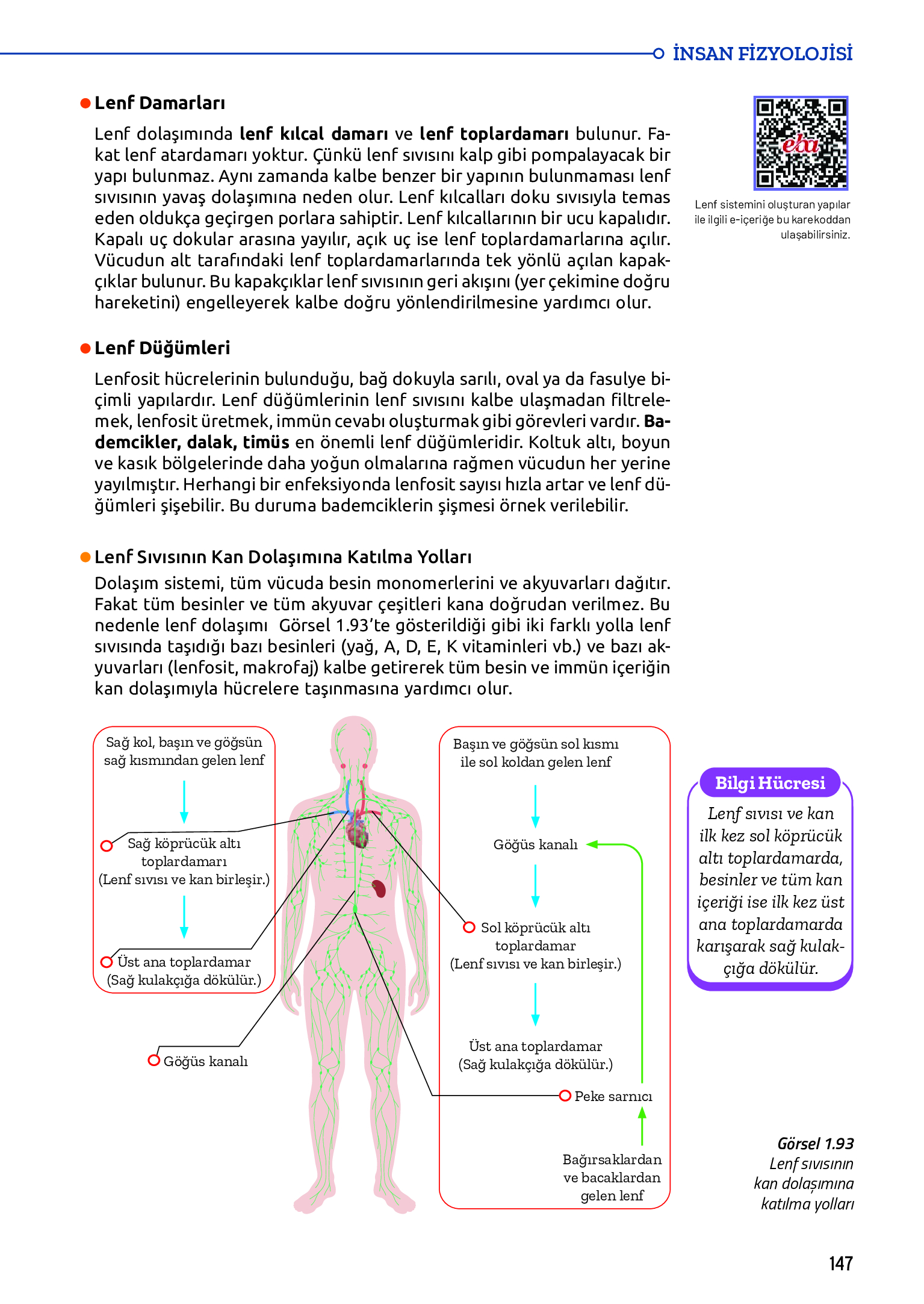 11. Sınıf Meb Yayınları Fen Lisesi Biyoloji Ders Kitabı Sayfa 147 Cevapları 11. Sınıf Meb Yayınları Fen Lisesi Biyoloji Ders Kitabı Sayfa 147 Cevapları
