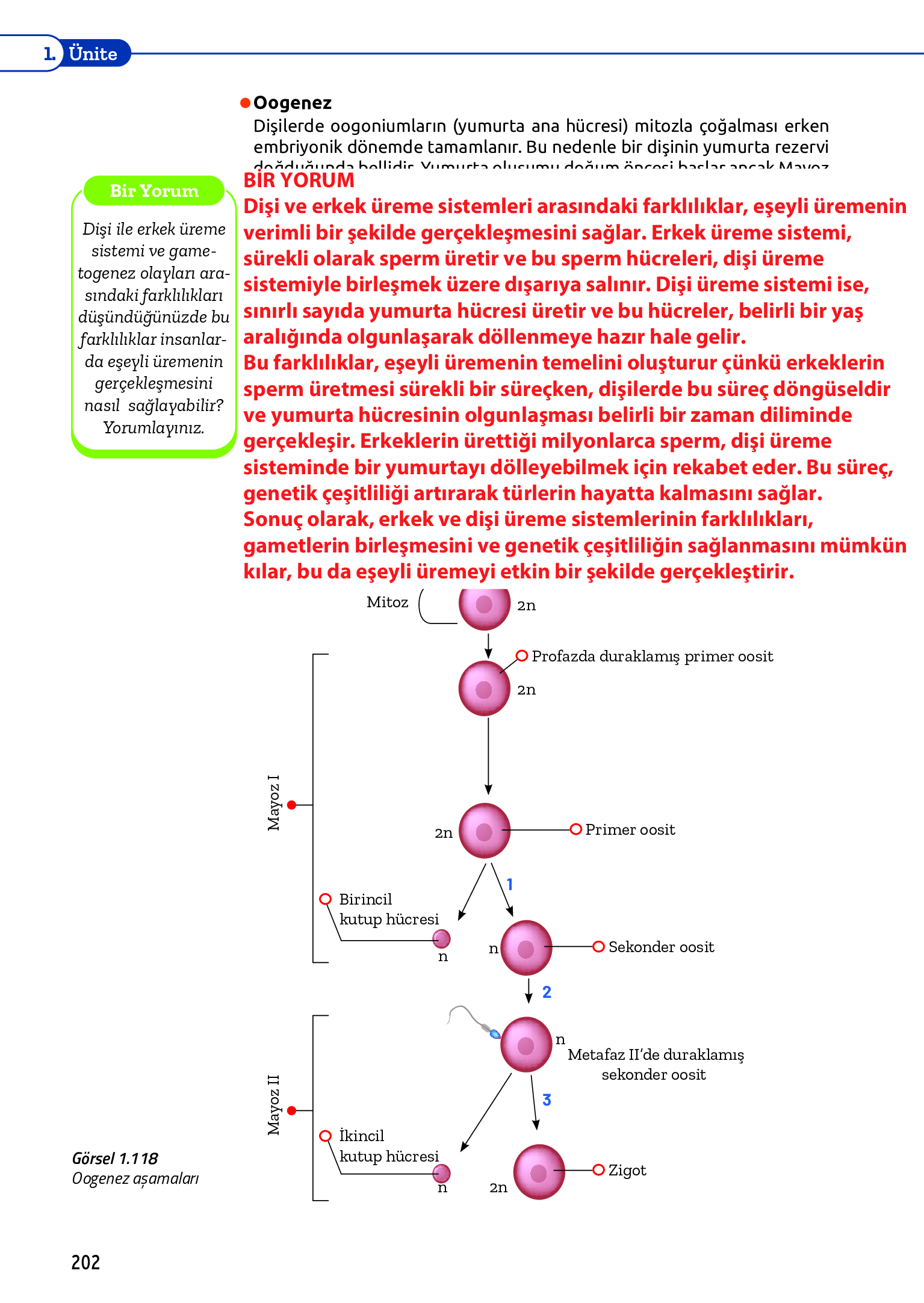 11. Sınıf Meb Yayınları Fen Lisesi Biyoloji Ders Kitabı Sayfa 202 Cevapları 11. Sınıf Meb Yayınları Fen Lisesi Biyoloji Ders Kitabı Sayfa 202 Cevapları