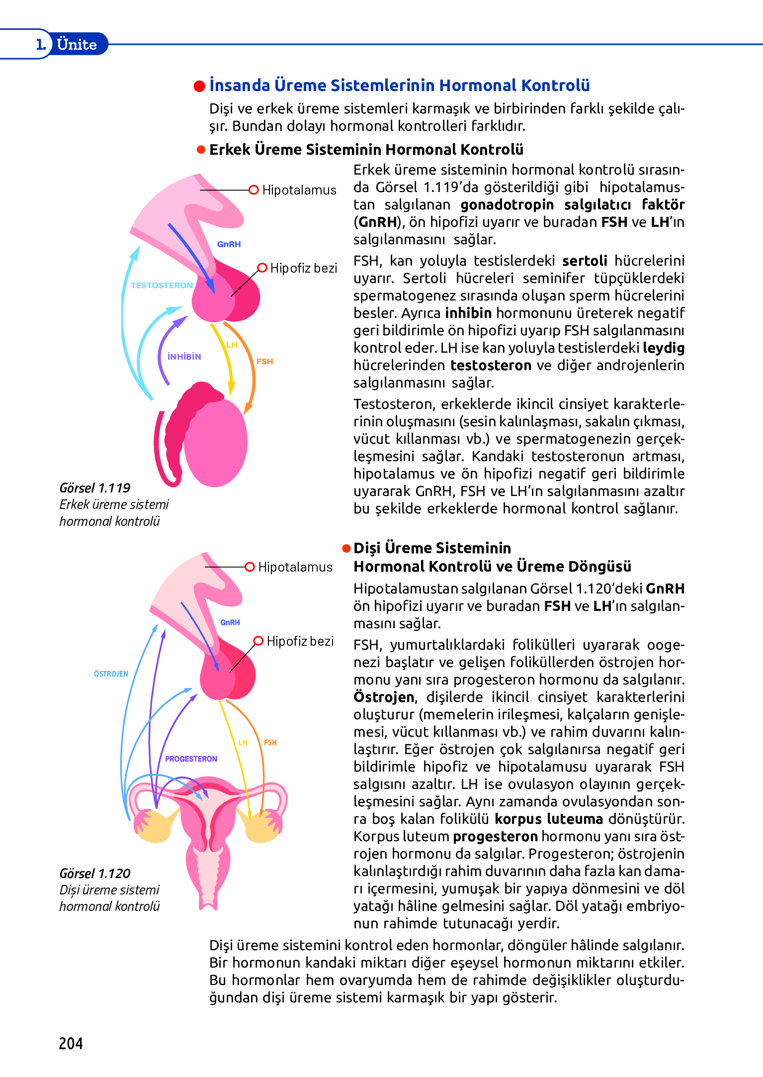 11. Sınıf Meb Yayınları Fen Lisesi Biyoloji Ders Kitabı Sayfa 204 Cevapları