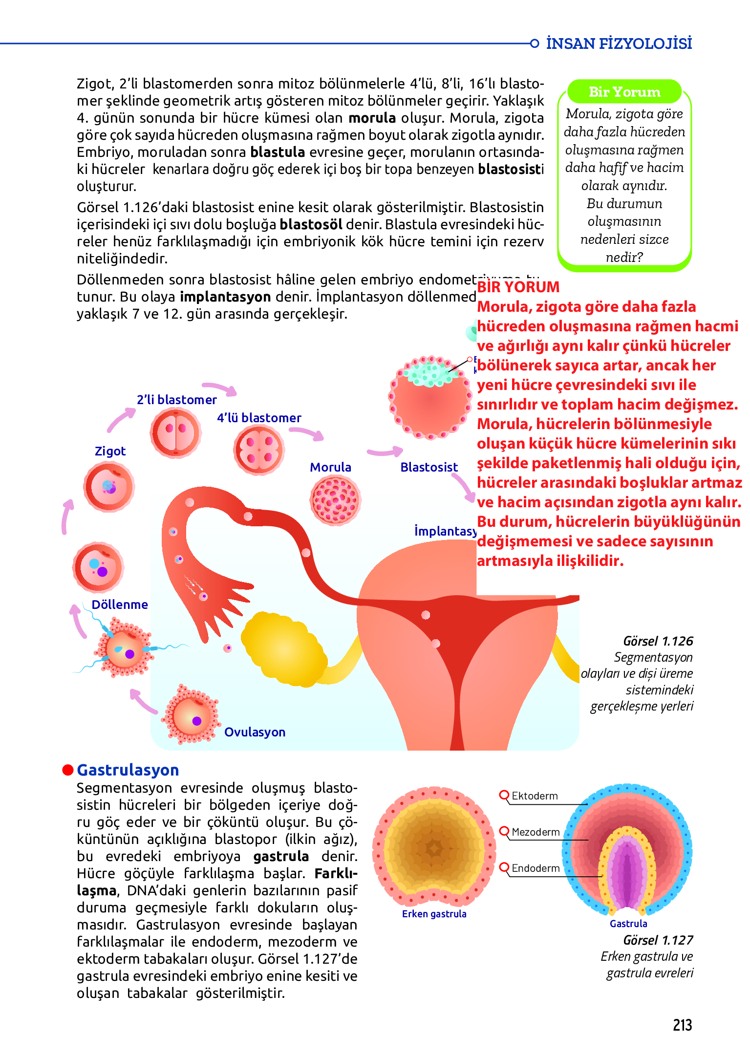 11. Sınıf Meb Yayınları Fen Lisesi Biyoloji Ders Kitabı Sayfa 213 Cevapları 11. Sınıf Meb Yayınları Fen Lisesi Biyoloji Ders Kitabı Sayfa 213 Cevapları