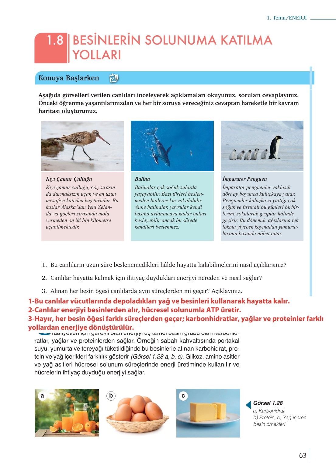 10. Sınıf Meb Yayınları Biyoloji Ders Kitabı Sayfa 63 Cevapları