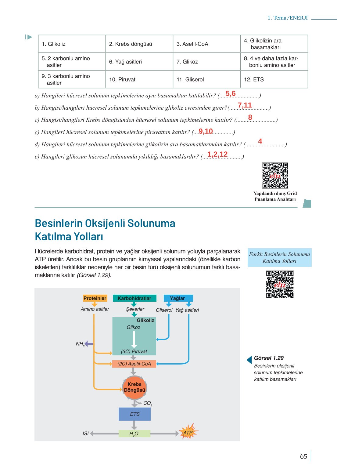 10. Sınıf Meb Yayınları Biyoloji Ders Kitabı Sayfa 65 Cevapları