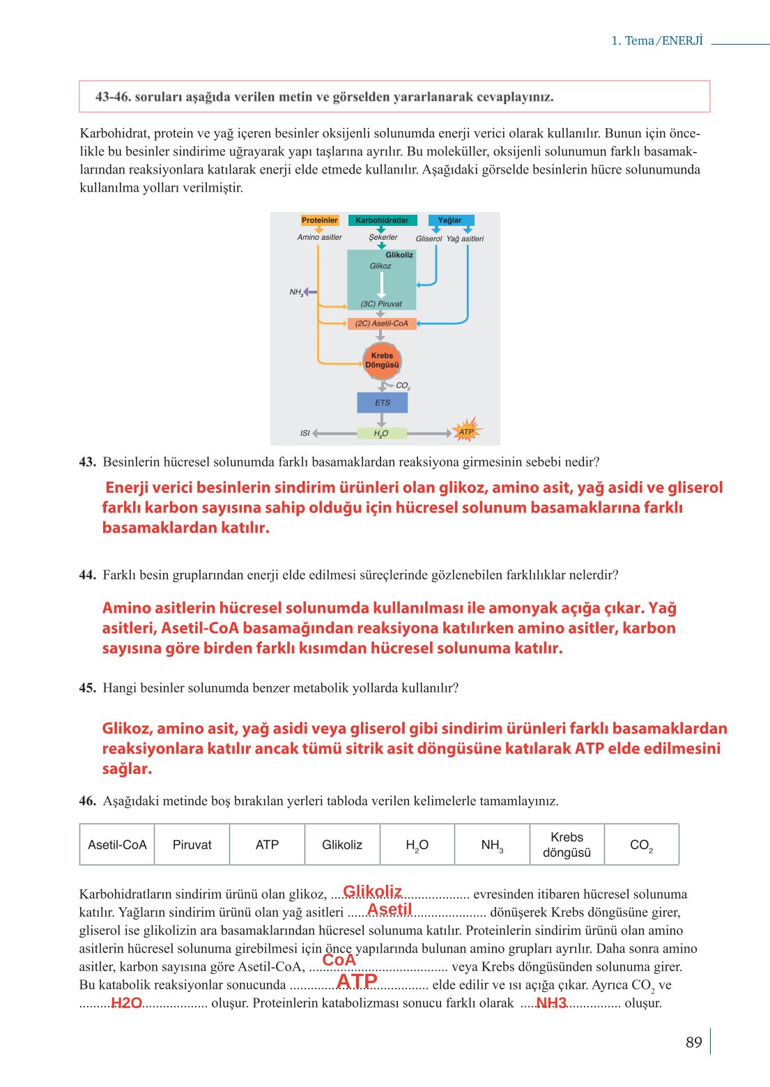 10. Sınıf Meb Yayınları Biyoloji Ders Kitabı Sayfa 89 Cevapları