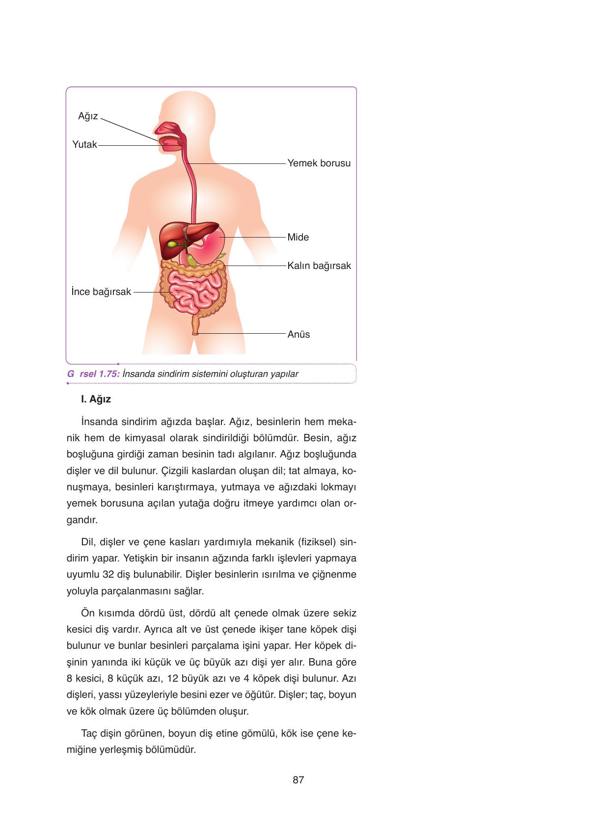 11. Sınıf Tutku Yayıncılık Biyoloji Ders Kitabı Sayfa 87 Cevapları